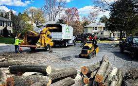 Best Stump Grinding and Removal  in Roselle, NJ